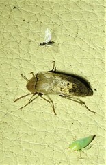 Ripiphoridae