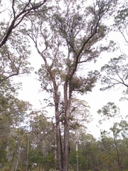 Eucalyptus baueriana