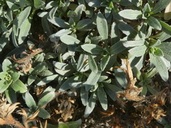 Camissoniopsis cheiranthifolia