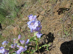 Penstemon eriantherus redactus