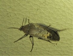 Ripiphoridae