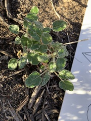 Eriogonum latifolium