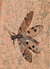 Archichauliodes guttiferus