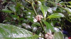 Palicourea axillaris