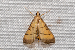 Cnaphalocrocis medinalis