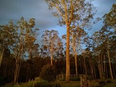 Eucalyptus bosistoana