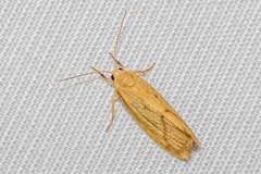 Notata parva