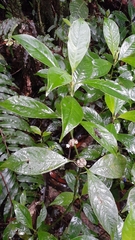 Palicourea axillaris