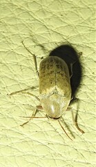 Ripiphoridae