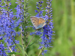 Lycaena alciphron