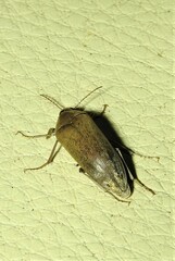 Ripiphoridae