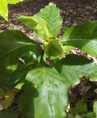 Coprosma acutifolia × Coprosma macrocarpa macrocarpa