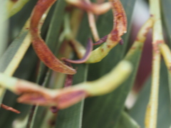 Juliflorae
