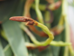 Juliflorae