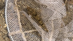 Leptocottus armatus