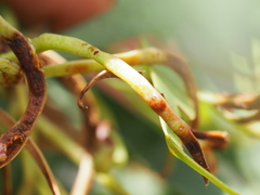 Juliflorae