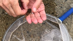 Leptocottus armatus