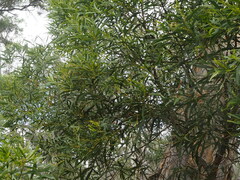 Juliflorae
