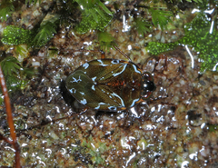 Ochterus