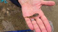 Leptocottus armatus