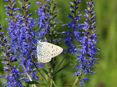 Lycaena alciphron