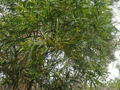 Juliflorae