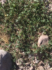 Phaseolus filiformis