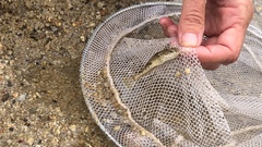 Leptocottus armatus