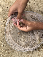 Leptocottus armatus