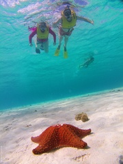 Oreaster reticulatus