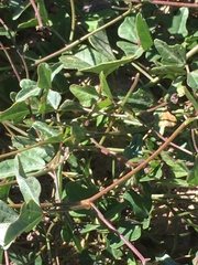 Phaseolus filiformis