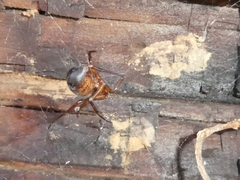 Steatoda nobilis