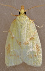 Cenopis pettitana