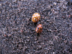 Calvia quindecimguttata