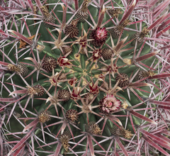Ferocactus recurvus