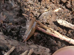 Arcitalitrus sylvaticus