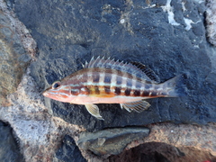 Serranus cabrilla