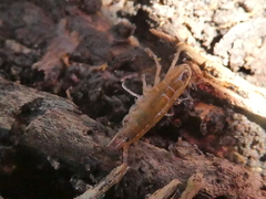Arcitalitrus sylvaticus