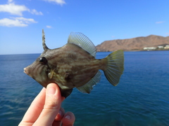 Stephanolepis hispida