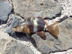 Serranus papilionaceus