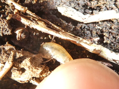 Arcitalitrus sylvaticus