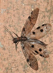 Archichauliodes guttiferus