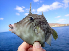 Stephanolepis hispida