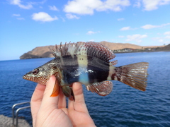 Serranus papilionaceus