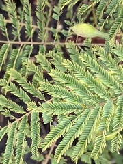 Acaciella angustissima