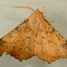 Maple Spanworm Moth - Photo (c) Dick, some rights reserved (CC BY-NC-SA)