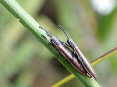 Eurispa vittata