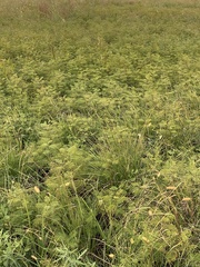 Acaciella angustissima