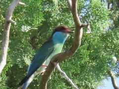 Merops viridis