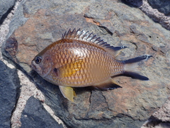 Chromis limbata